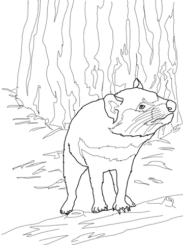 Australian Tasmanian Devil Coloring Page